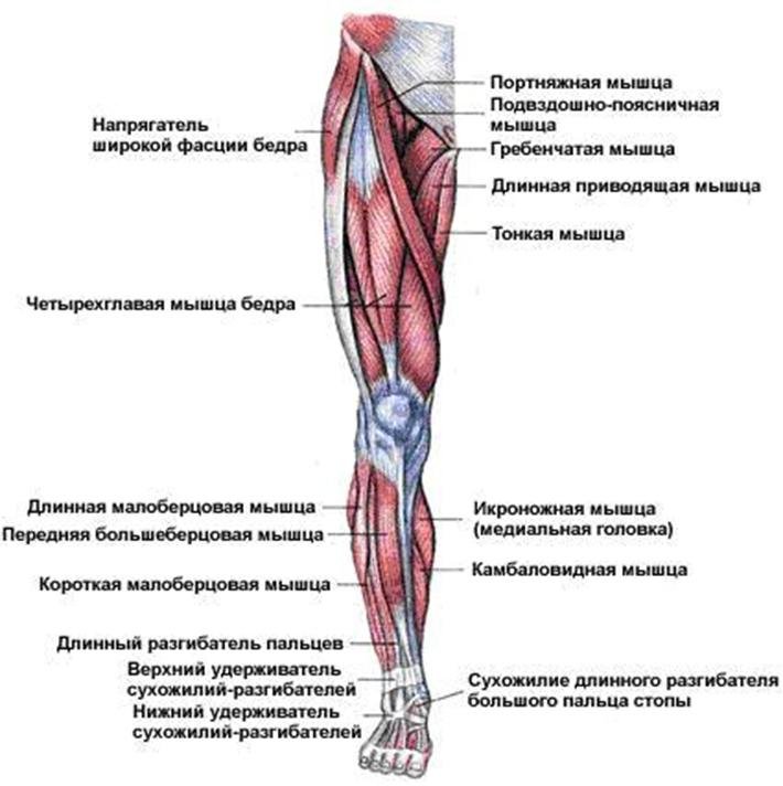 анатомия ног