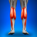 Как накачать икроножные мышцы: описание упражнений с фото, пошаговая инструкция выполнения, проработка мышц ног и тела